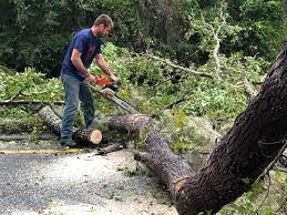 How Our Tree Care Process Works  in  Norristown, PA